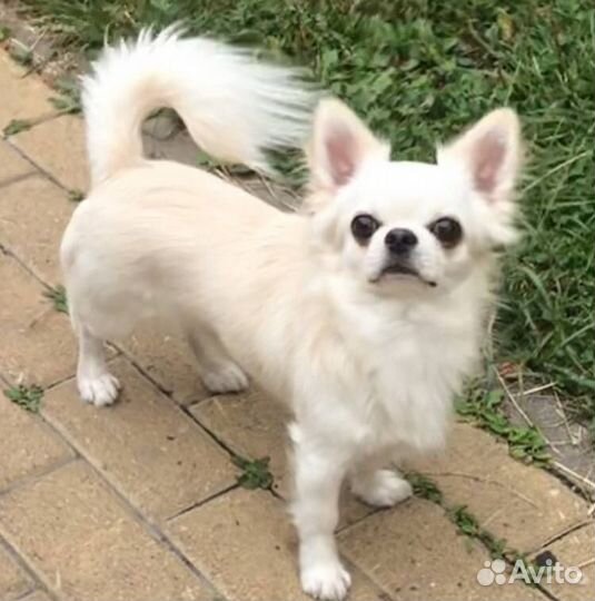 Вязка кобель чихуахуа