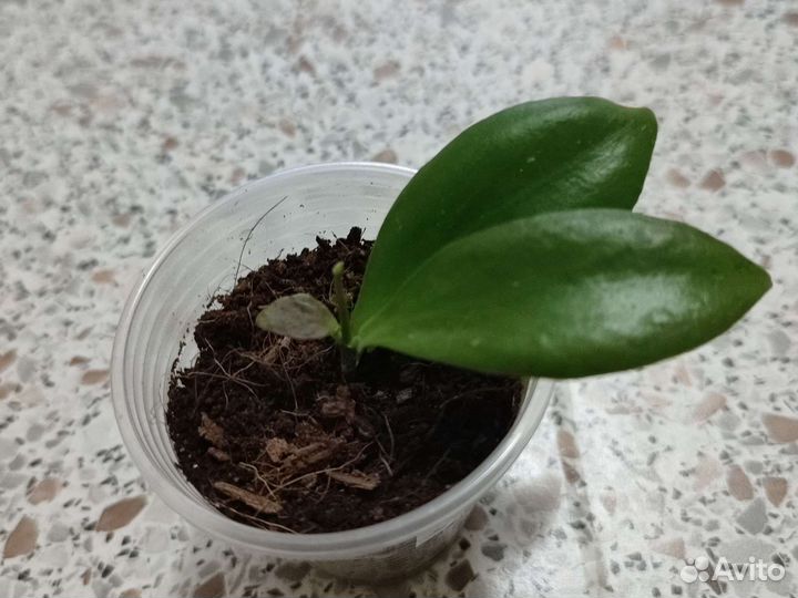 Хойя анулата