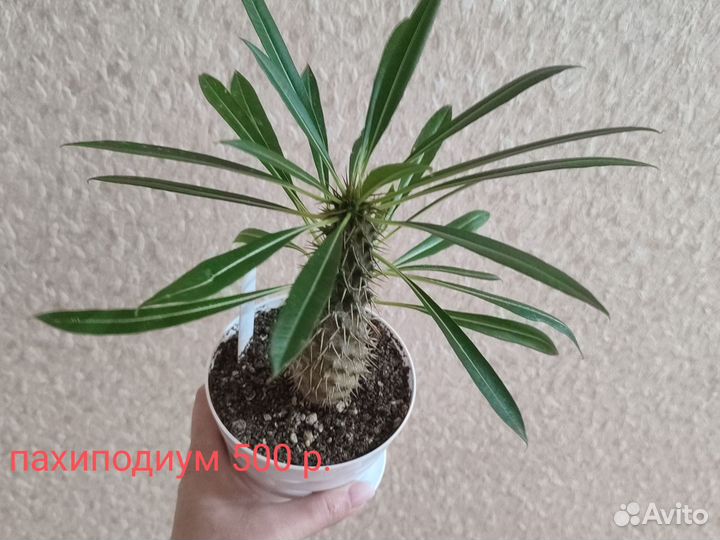 Суккуленты