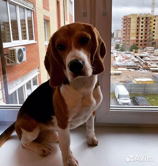 Бигль вязка