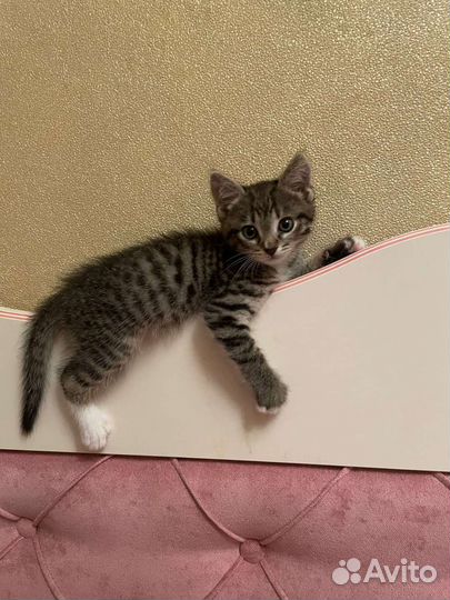 Сероглазый тигр с наследством ищет дом:)