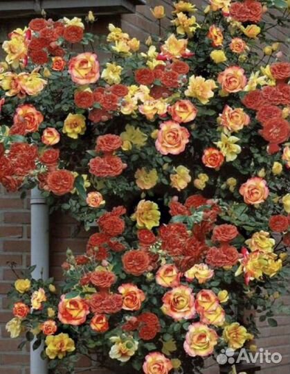 Саженцы роз плетистая