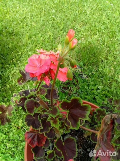 Пеларгонии зональные