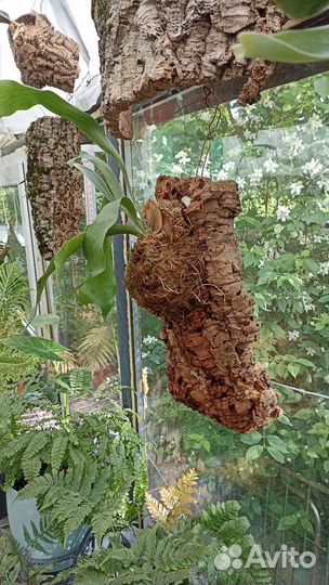 Платицериум