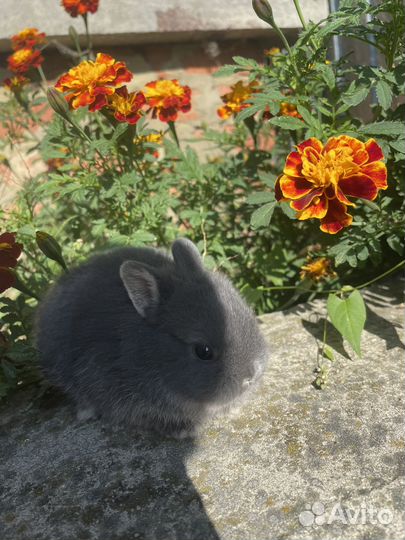 Декоративные кролики разных пород