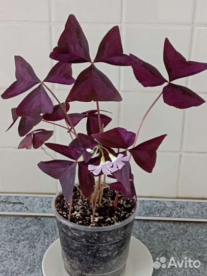 Оксалис (кислица)