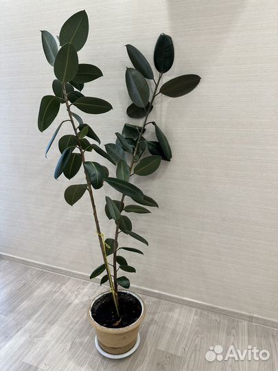 Отличный Фикус, 170см
