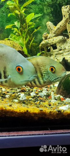 Северум Голубой Изумруд