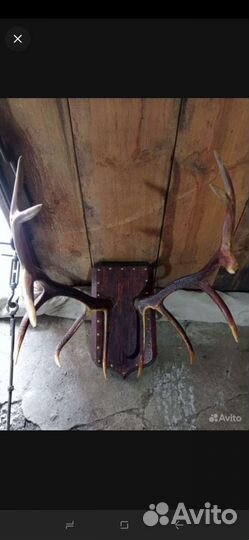 Рога изюбря