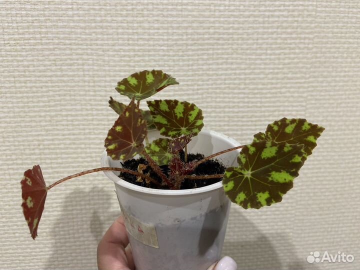 Бегония Бауэра тигровая