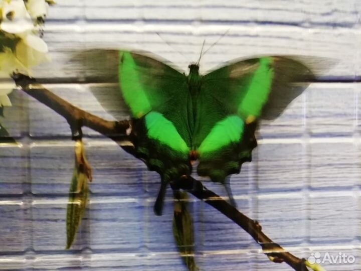 Живые тропические бабочки