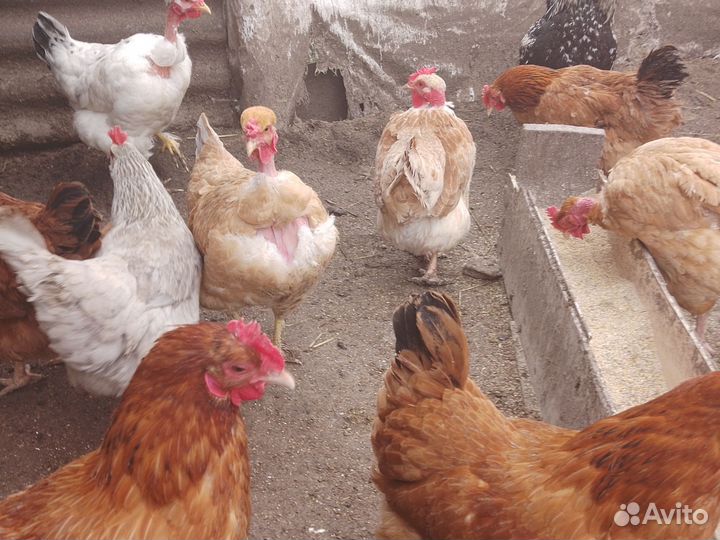 Яйцо на инкубацию