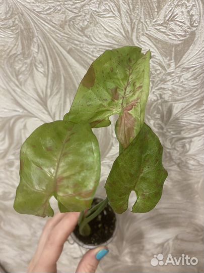 Комнатные цветы (17.07.2024)