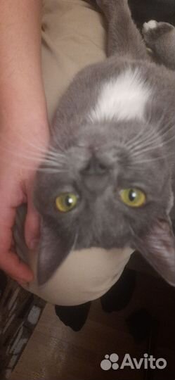 Вязка кот дать час