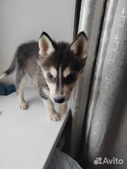 Сибирский хаски