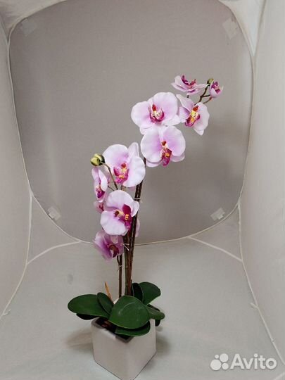 Фиалка в пластиковом горшке