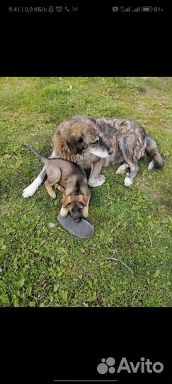 Собака в добрые руки