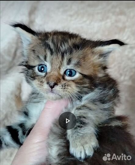Котята