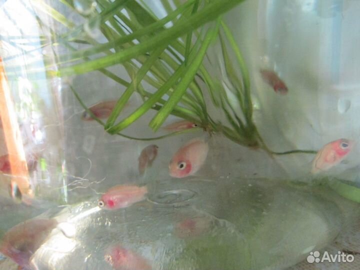 Цихлиды мальки отдам