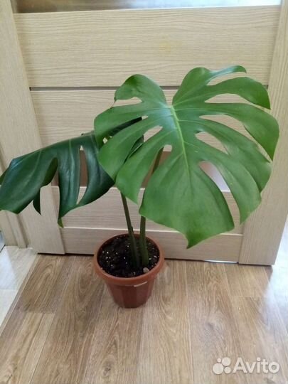 Монстера деликатесная