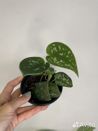 Эпипремнум бархатный 2 сорта