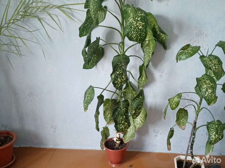 Диффенбахия