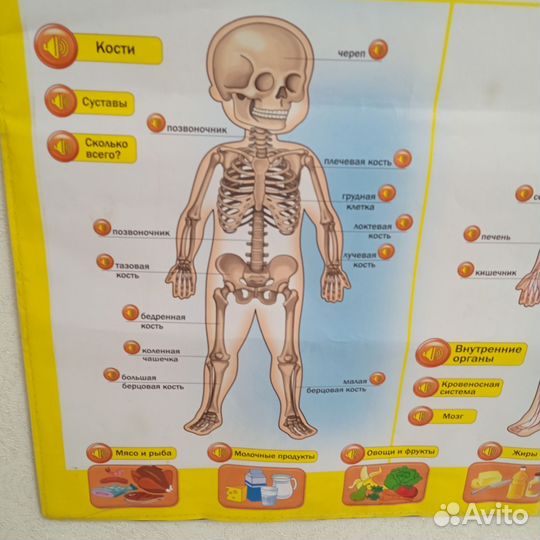 Плакат интерактивный, строение человека