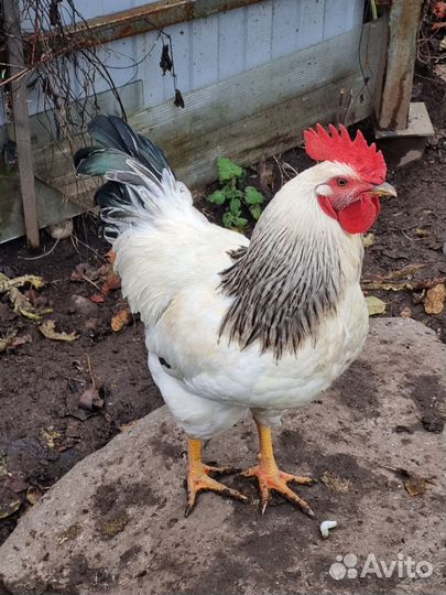 Молодые петухи
