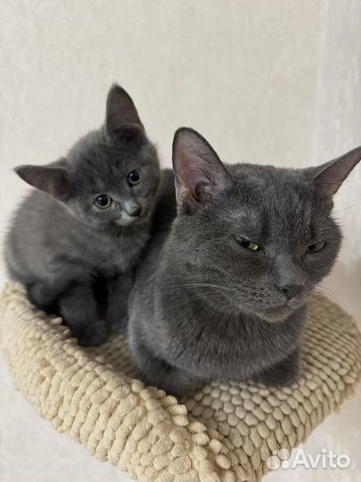 Отдам котенка (девочку) в добрые руки