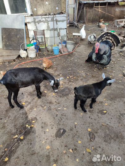 Камерунские и другие козы