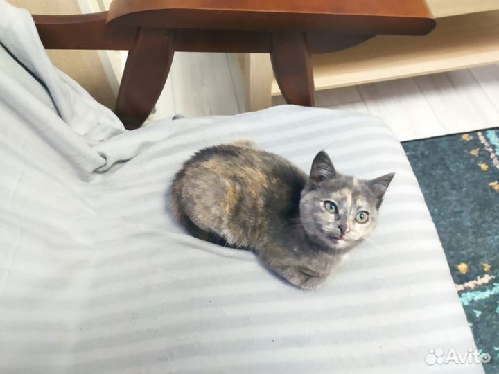 Котенок девочка