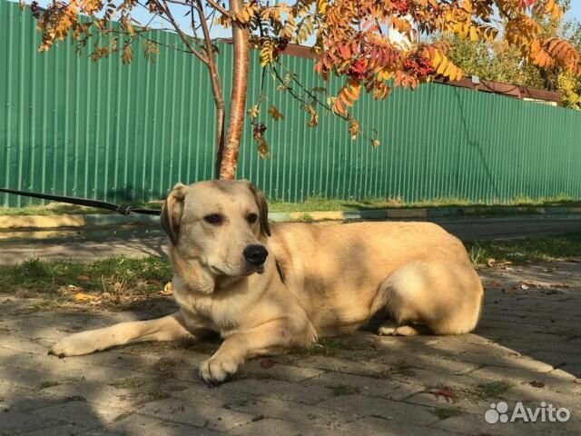 Нежная Соланж в добрые руки