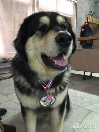 Б М В (Хотошо).Вязка