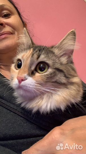 Кошечка Моня