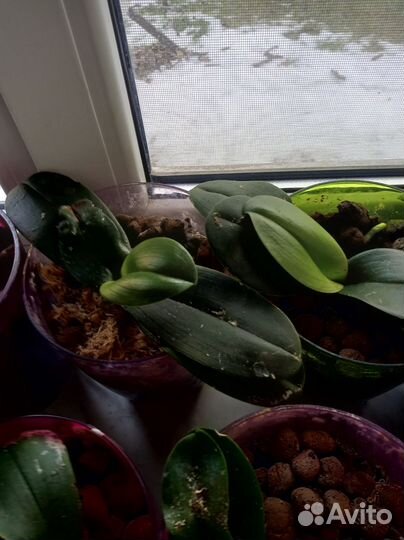 Комнатные растения, орхидеи