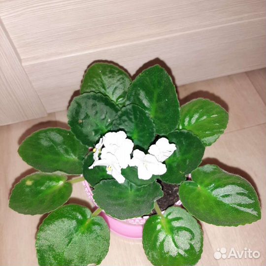 Фиалка белая