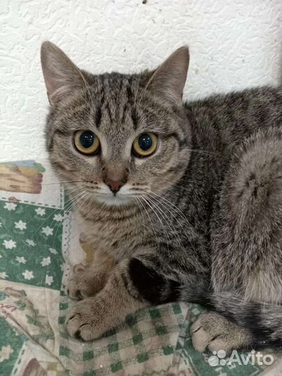 Кошки в добрые руки