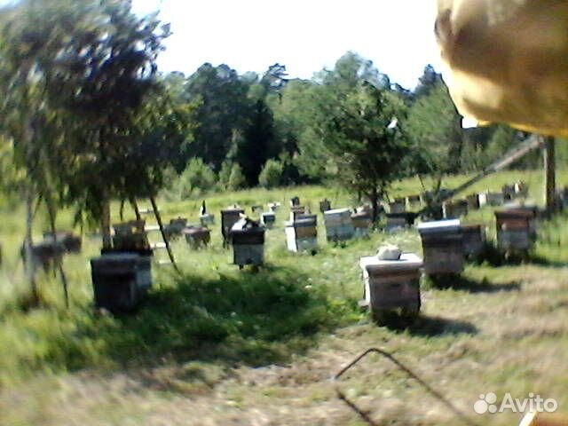 Лесные пчелы на высадку.Пчелопакеты
