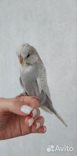 Выставочный волнистый попугай (чех)