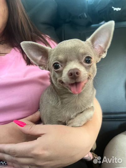 Вязка чихуахуа