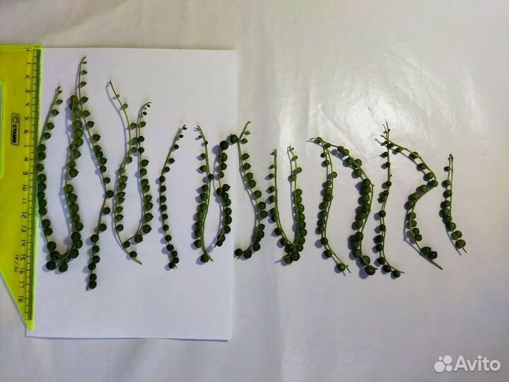 Крестовник роули