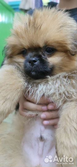 Щенки пекинеса