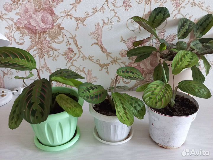 Комнатные цветы. Маранта триколор