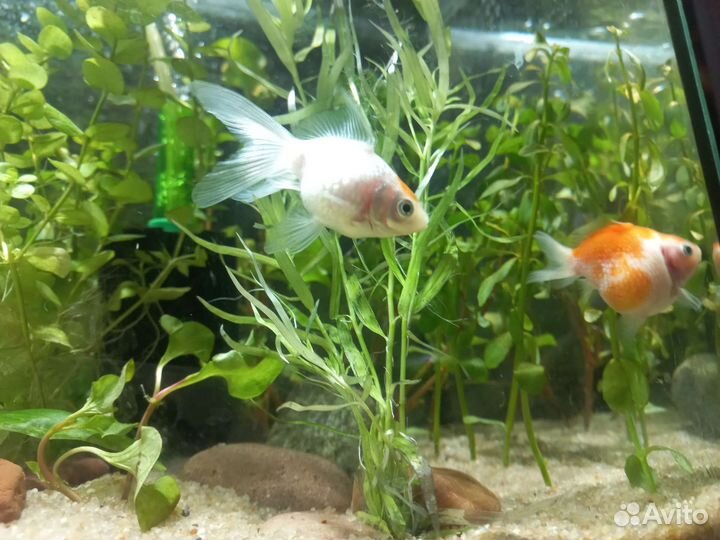 Аквариумные рыбки бесплатно