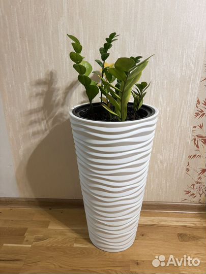 Замиокулькас с горшком