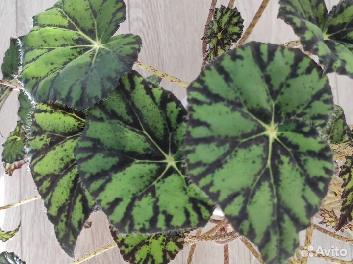 Бегония тигровая