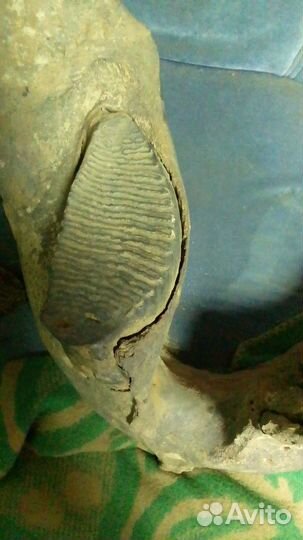 Челюсть мамонта с зубом