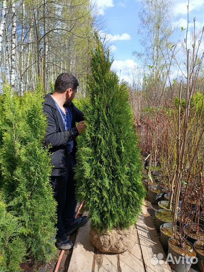 Туя западная смарагд