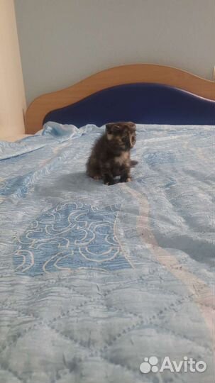 Отдам бесплатно котят