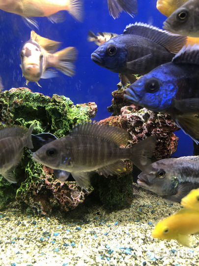 Аквариумные рыбки от 10 шт